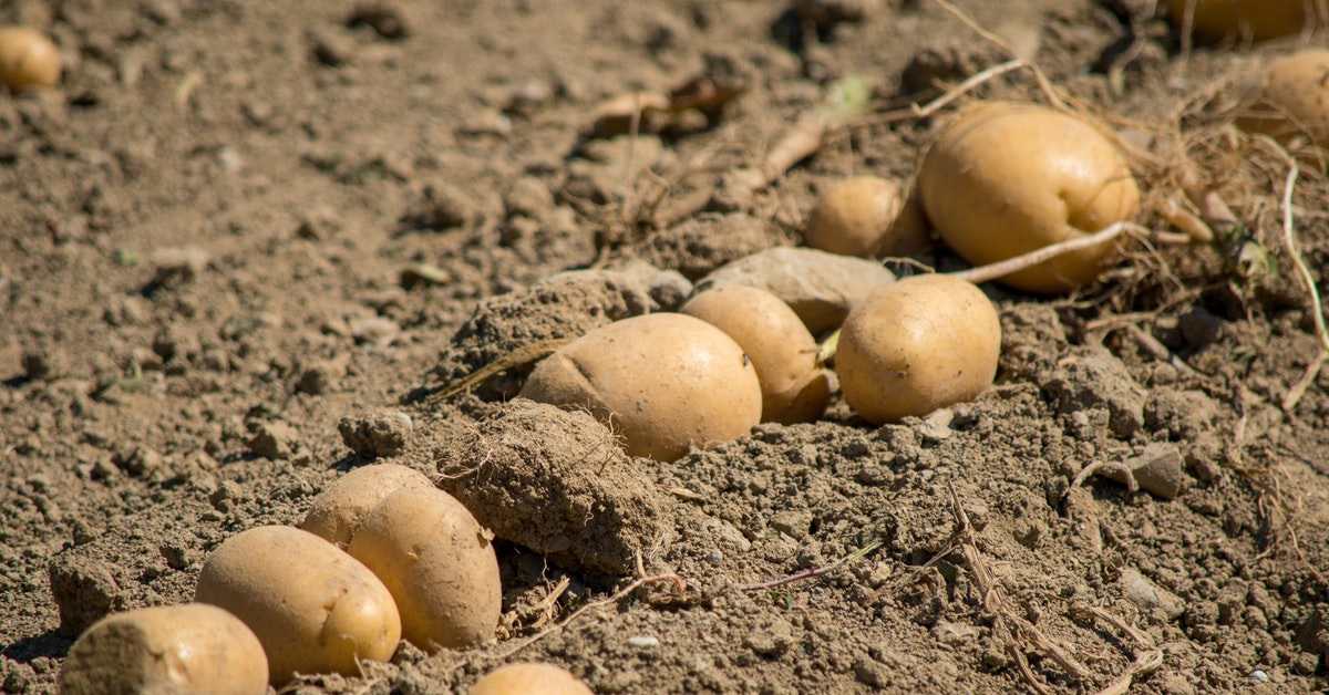 Ticaret Bakanlığından patates fiyatlarına ilişkin açıklama