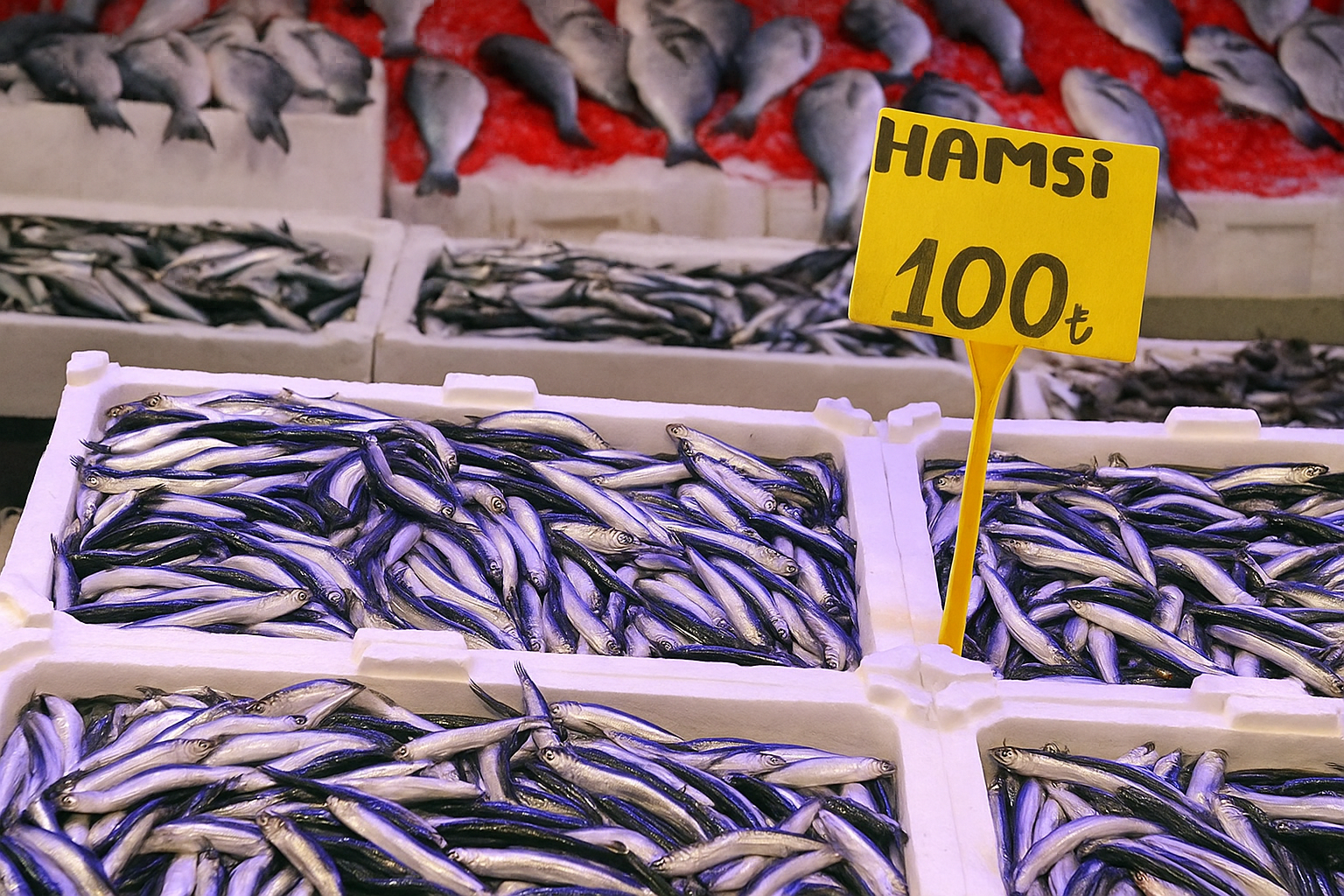 Samsun’da Balık Tezgahlarında Hamsi Bereketi
