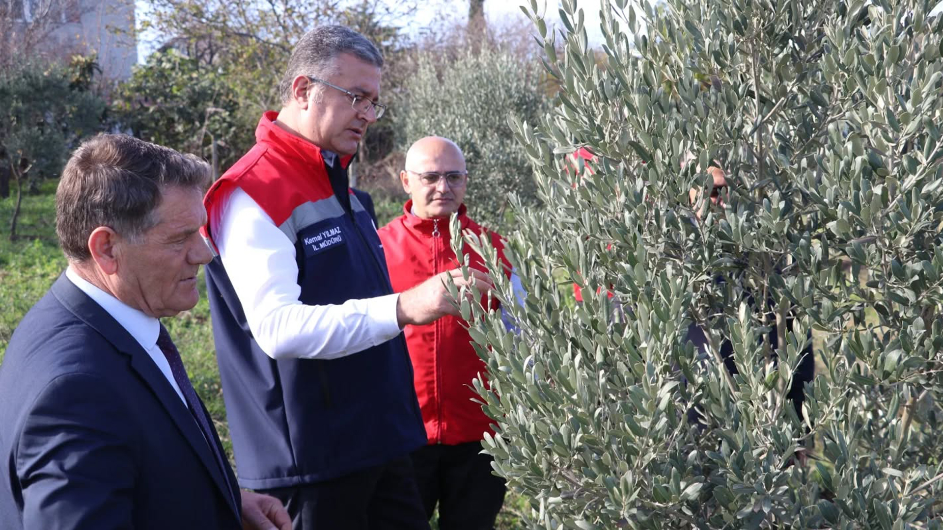 Ondokuzmayıs’ta Zeytin Yetiştiriciliği Gelişiyor! Üreticilere Destek Artarak Sürüyor