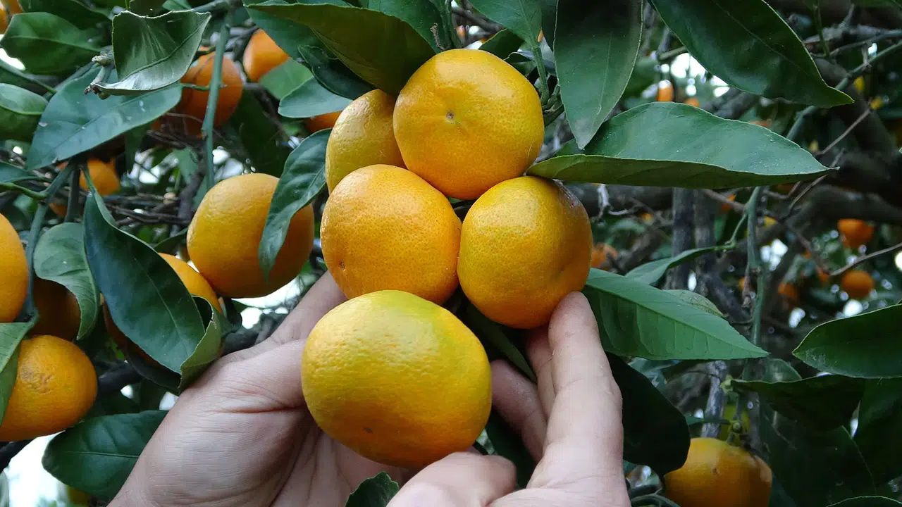 Samsun’da Değişen İklimle Birlikte Mandalina Yetiştiriciliği Başladı