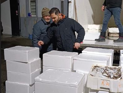 BAFRA’DA KAÇAK AVCILIĞA GECE OPERASYONU: 2,6 TON MEZGİT BALINA EL KONULDU