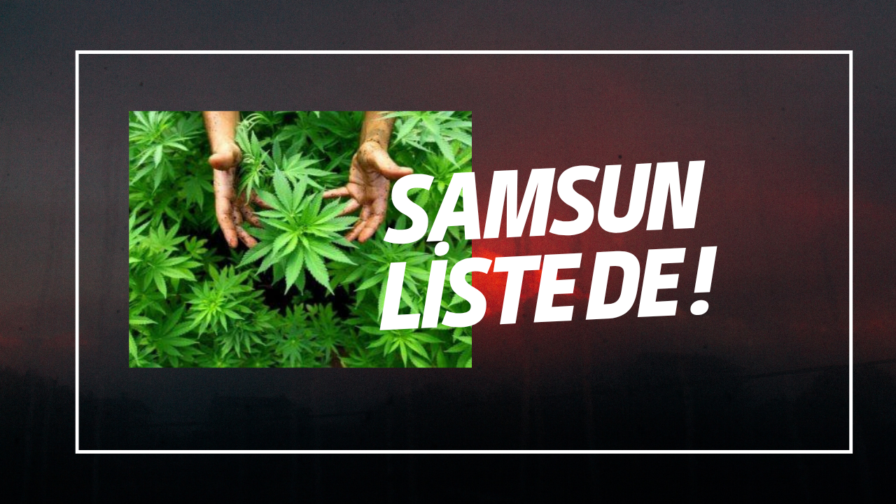 O sehirler kenevir uretimi.icin izinliler 