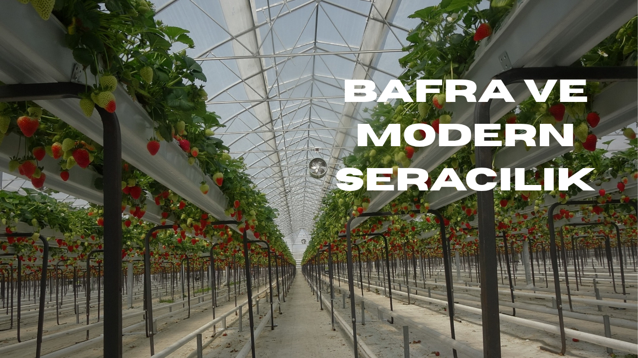 Bafra modern seracılık merkezlerinden biri olacak