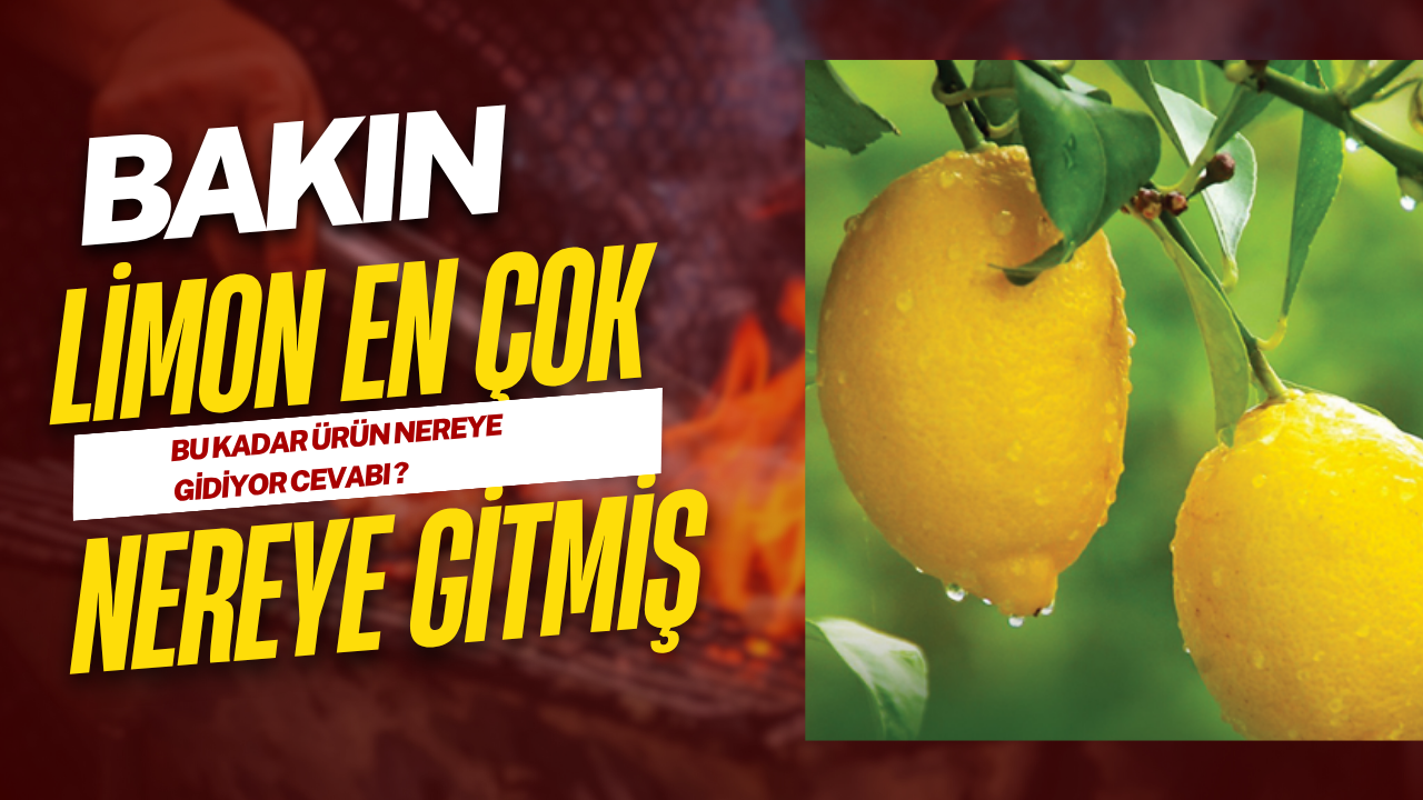 BU KADAR LİMON NEREYE GİTTİ DEMEYİN 