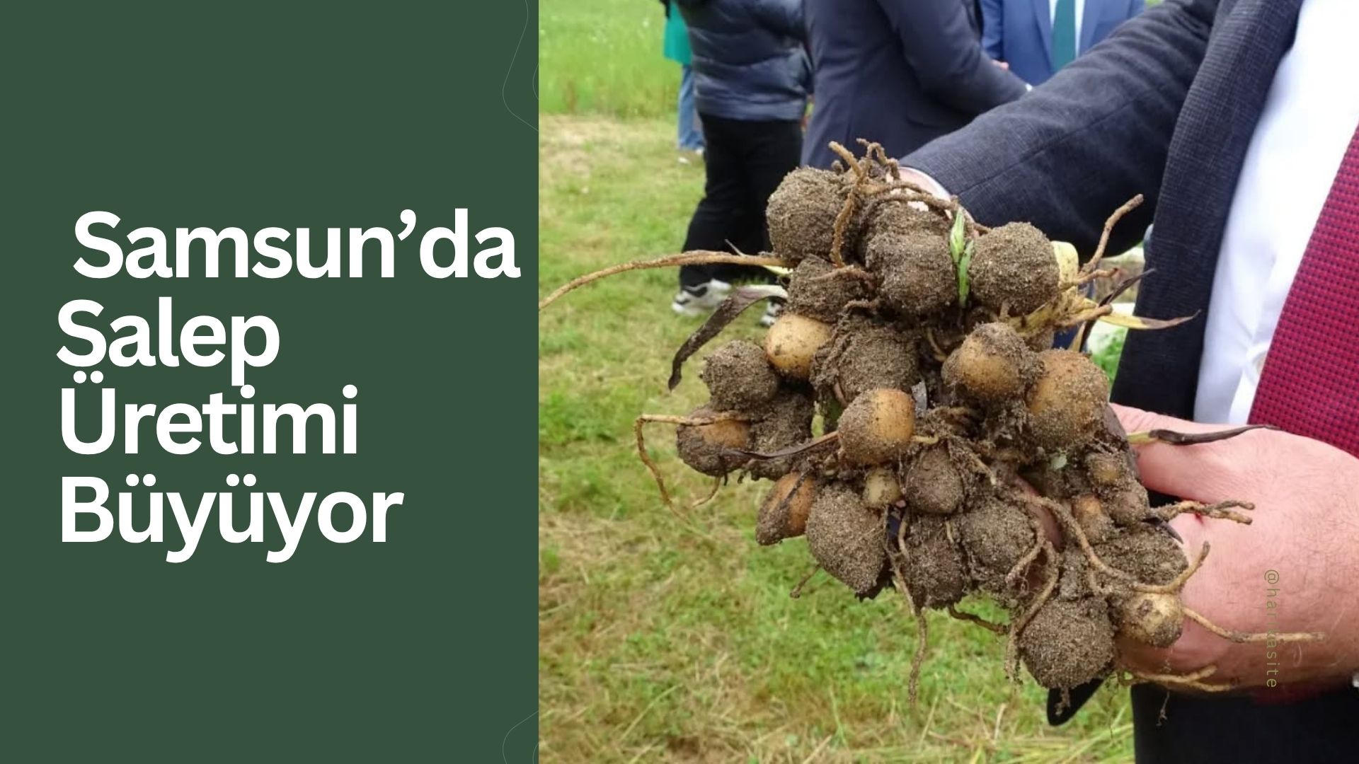 Samsun’da Salep Üretimi Büyüyor: 4. Salep Hasat Etkinliği Yoğun Katılımla Gerçekleştirildi