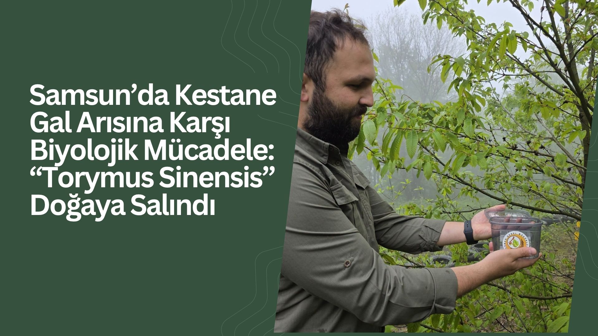 Samsun’da Kestane Gal Arısına Karşı Biyolojik Mücadele: “Torymus Sinensis” Doğaya Salındı