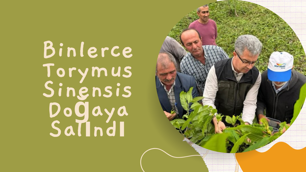 Samsun’da Kestane Gal Arısına Karşı Biyolojik Mücadele: Binlerce Torymus Sinensis Doğaya Salındı