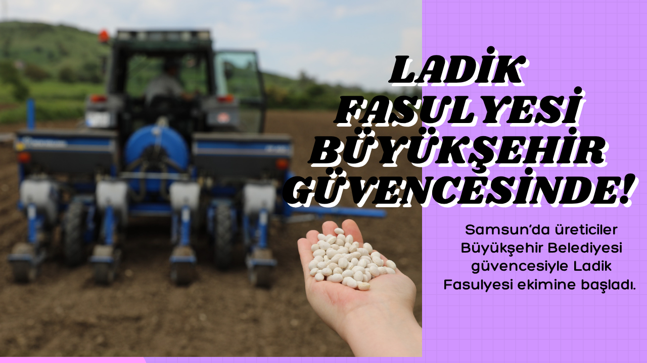 LADİK FASULYESİ BÜYÜKŞEHİR GÜVENCESİNDE!