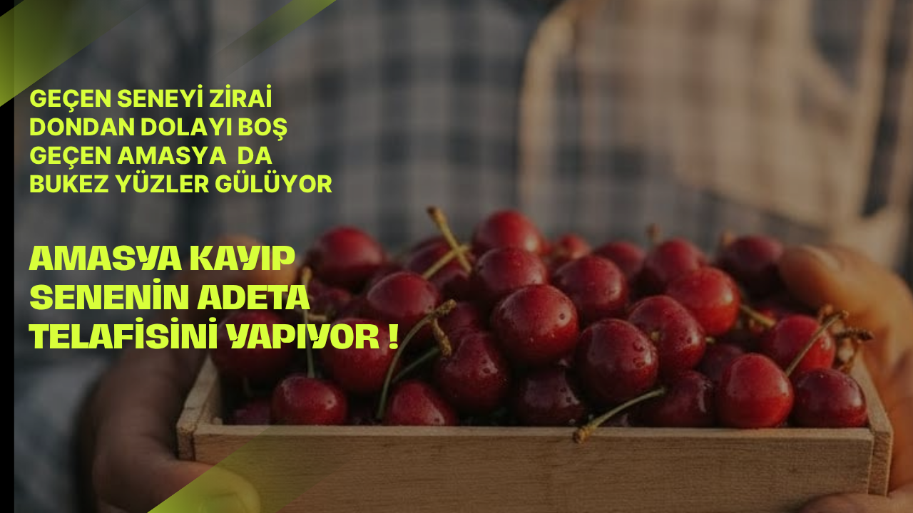 Amasya bu sene kiraza doyacak