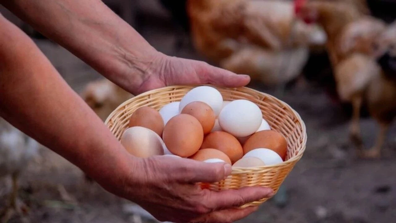 Tavuk Eti Üretimi Geriledi, Yumurta Üretimi Artışını Sürdürdü