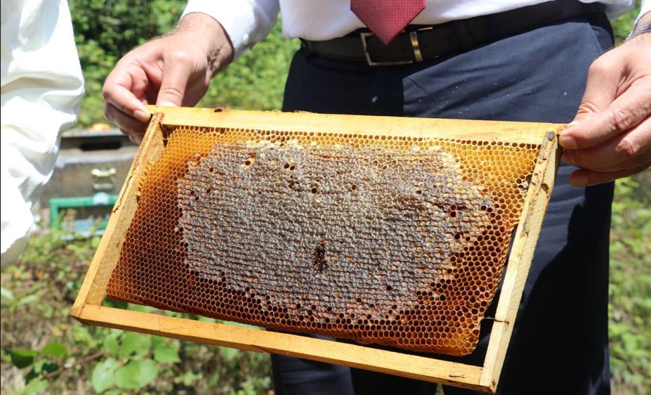 Coğrafi İşaretli Salıpazarı Kestane Balında Hasat Sezonu Başladı