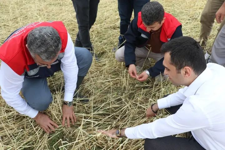 Ladik, Havza ve Vezirköprü'de Dolu Afeti: Hasar Tespit Çalışmaları Aralıksız Sürüyor