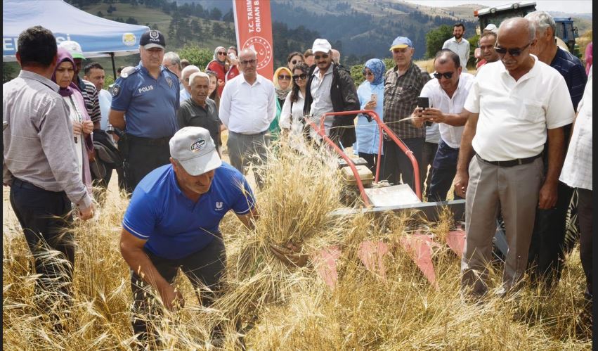 YAKAKENT’TE ORGANİK KAVILCA BUĞDAYI HASAT ŞENLİĞİ