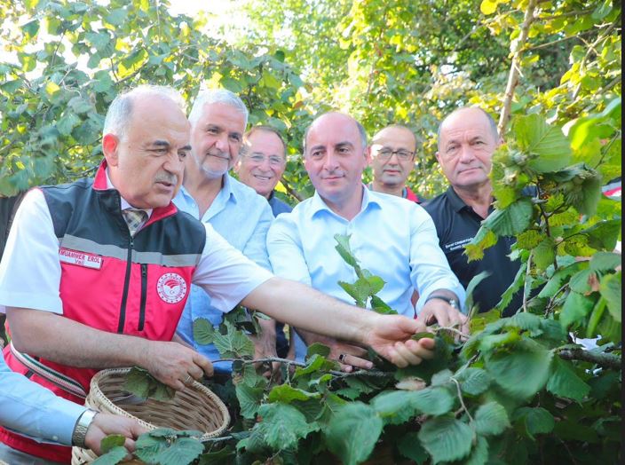 ORDU’DA 2026 FINDIK HASAT SEZONU BAŞLADI