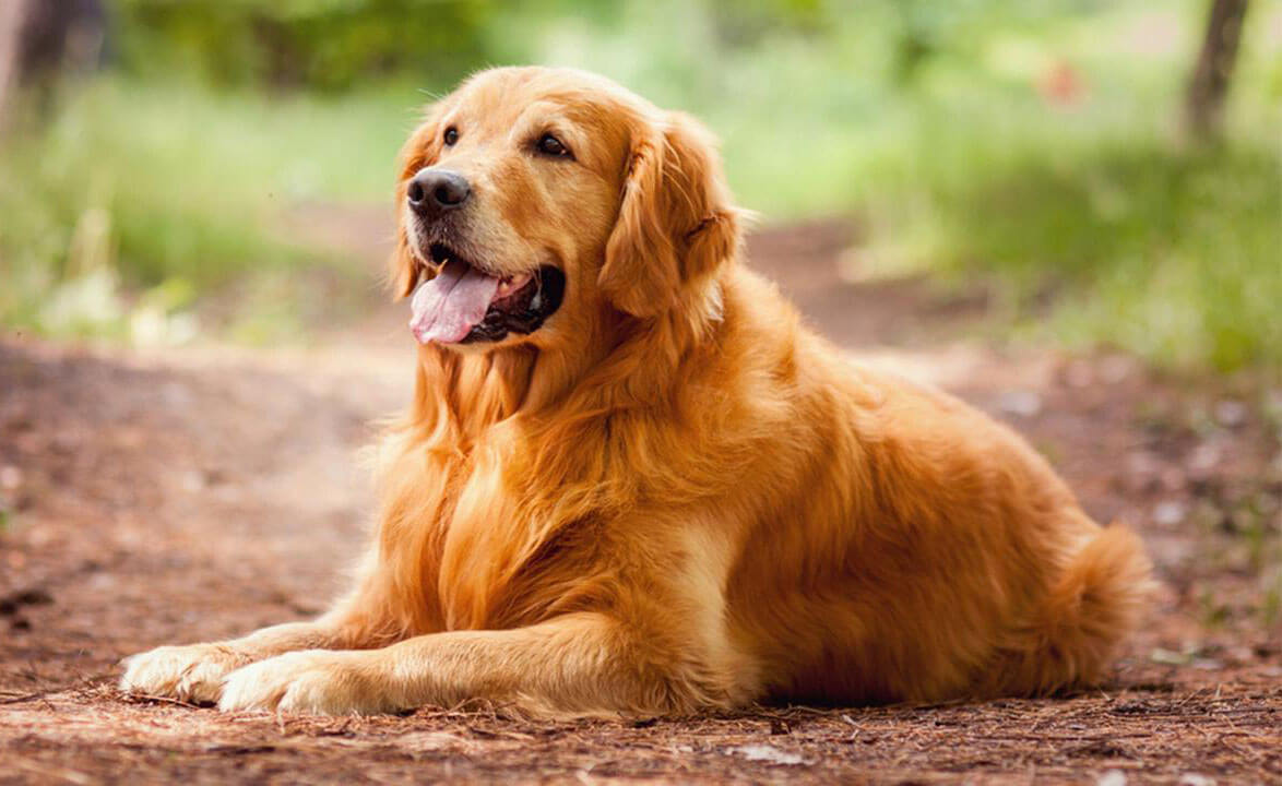 SOKAK KÖPEKLERİ İÇİN YENİ DÜZENLEME 