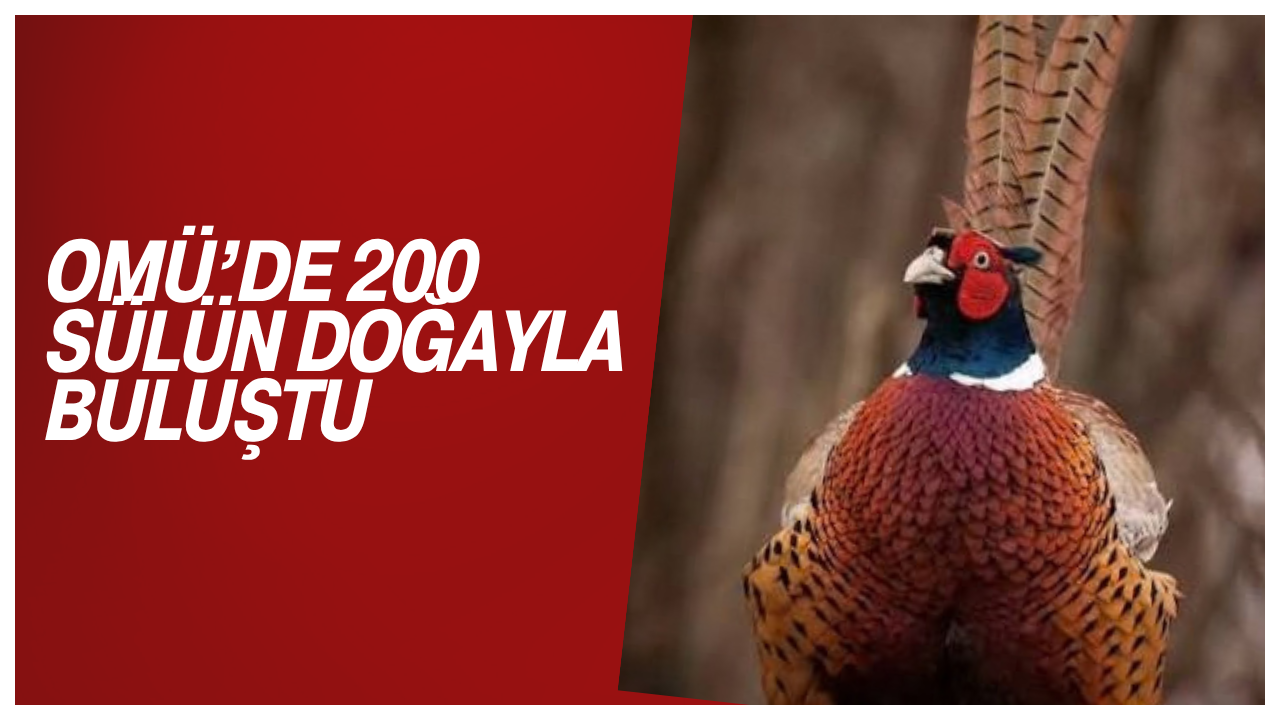 OMÜ’de 200 Sülün Doğayla Buluştu