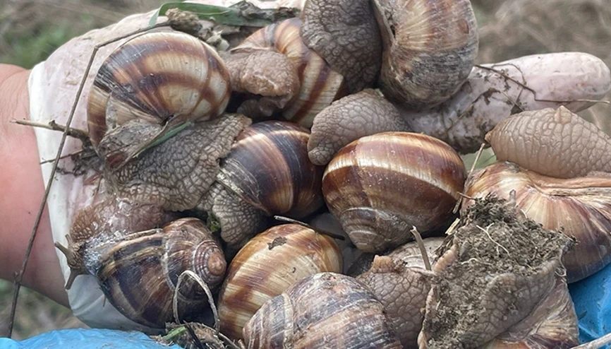 Çarşamba’da Canlı Kara Salyangozu Denetimi