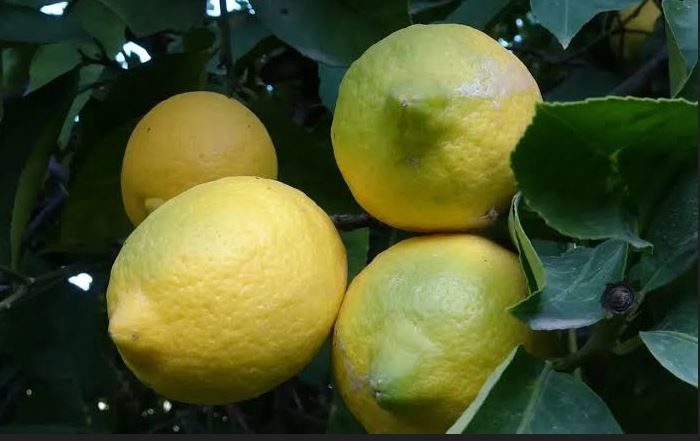 Limonda Tarladan Markete Büyük Fiyat Farkı: Aradaki Makas Yüzde 63e Ulaştı
